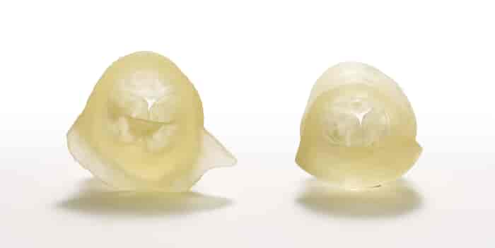 Digital Anatomy Heart Valves 3D printed